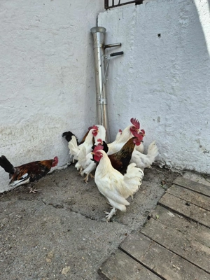 Cocosi pitic de vanzare - imagine 5 Cocosi pitic de vanzare - imagine 5