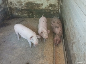 vand purcei  - imagine 5