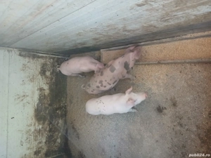 vand purcei  - imagine 4