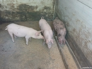 vand purcei  - imagine 2