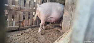 de vinzare purcea fatata - imagine 3