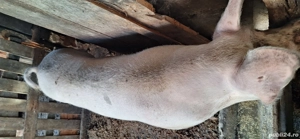 de vinzare purcea fatata