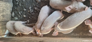 vid purcei  - imagine 3 vid purcei  - imagine 3