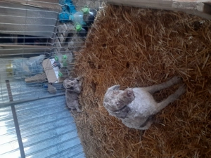 Lagotto inițiați 2 ani - imagine 2