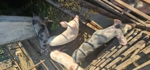 Vând purcei  - imagine 2 Vând purcei  - imagine 2