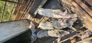 Vând purcei  - imagine 5 Vând purcei  - imagine 5