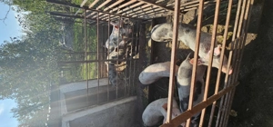 Vând purcei  - imagine 3 Vând purcei  - imagine 3