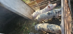 Vând purcei  - imagine 4 Vând purcei  - imagine 4