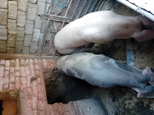 Porci de vanzare - imagine 2