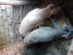 Porci de vanzare - imagine 3