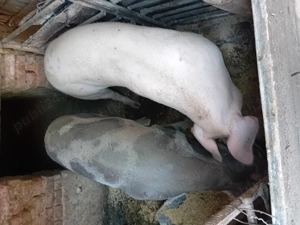 Porci de vanzare - imagine 5