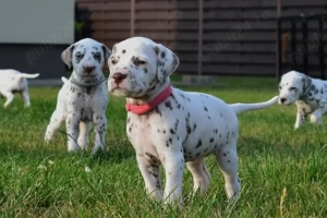 Disponibili pui Dalmațian - energie,  frumusețe și devotament !