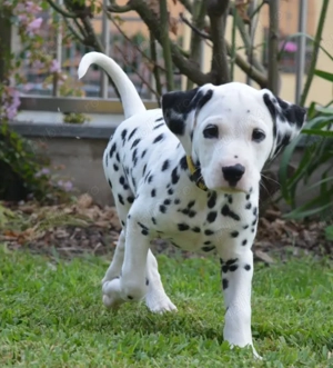 Dalmațieni- pui sănătoși, pregătiți pentru noua familie!