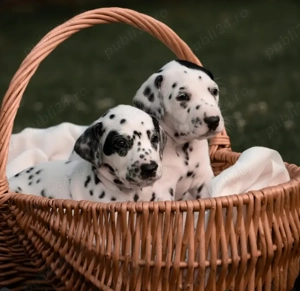 Disponibili pui Dalmațian - energie,  frumusețe și devotament ! - imagine 3