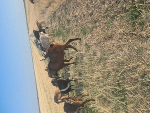 Vând țap  aglonubian vârstă 1 jumate este minor  num tel  