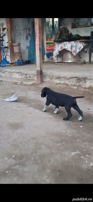 Pui brac german pedigree