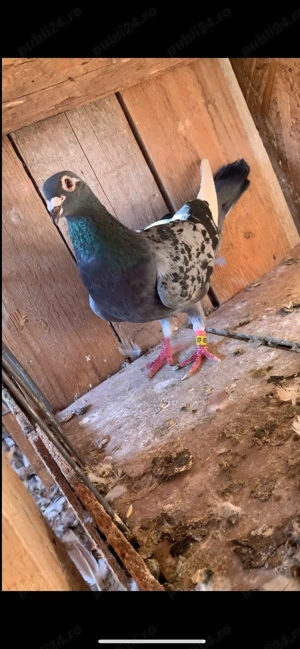 Vand matca și zburătorii porumbei voiajori  - imagine 2