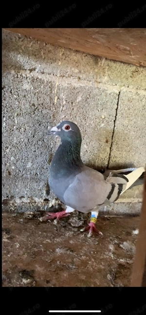 Vand matca și zburătorii porumbei voiajori 