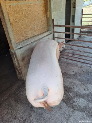 scroafa 300kg   - imagine 2