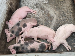 Grăsuni de vânzare 45kg,50  - imagine 4 Grăsuni de vânzare 45kg,50  - imagine 4