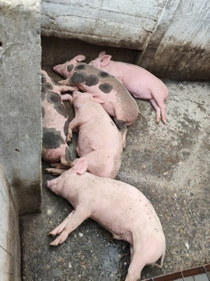 Grăsuni de vânzare 45kg,50  - imagine 2 Grăsuni de vânzare 45kg,50  - imagine 2