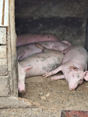 Grăsuni de vânzare 45kg,50  - imagine 3 Grăsuni de vânzare 45kg,50  - imagine 3