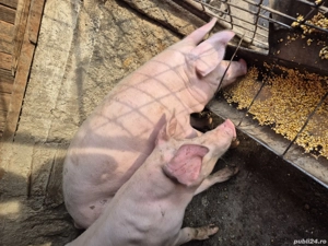 Porci de vanzare  - imagine 2