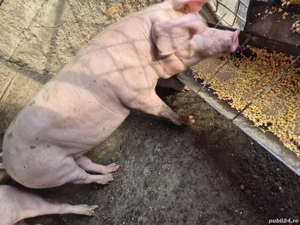 Porci de vanzare 