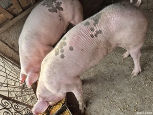 Porci de vanzare  - imagine 4