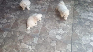 Pui Bichon havanez - imagine 4