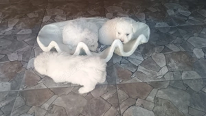 Pui Bichon havanez - imagine 5