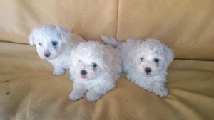 Pui Bichon havanez - imagine 3