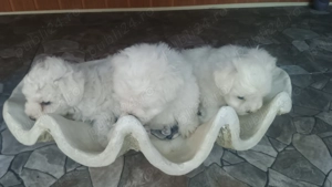 Pui Bichon havanez - imagine 2