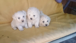 Pui Bichon havanez