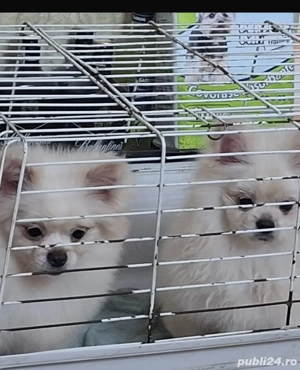 Fetite pomeranian mini 