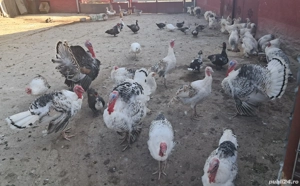 Curcani de casă!  - imagine 2