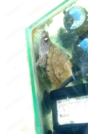 Vand broasca testoasa cu acvariu, anexe-incalzitor, aerator si mancare pe 1 an - imagine 3