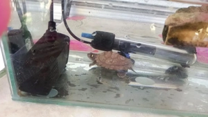 Vand broasca testoasa cu acvariu, anexe-incalzitor, aerator si mancare pe 1 an