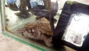 Vand broasca testoasa cu acvariu, anexe-incalzitor, aerator si mancare pe 1 an - imagine 2