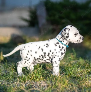 Pui de Dalmațian Disponibili- sănătoși și bine îngrijiți!