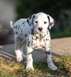 Pui de Dalmațian Disponibili- sănătoși și bine îngrijiți! - imagine 2