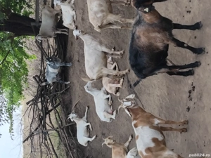 Vand 45 de capre  - imagine 3