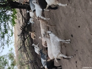 Vand 45 de capre  - imagine 4