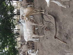 Vand 45 de capre  - imagine 2