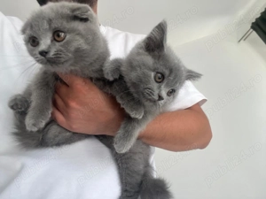 british shorthair  Scottish fold