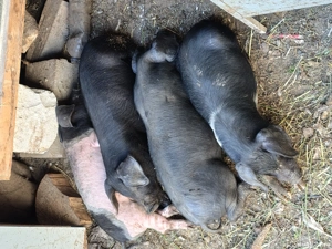 Disponibilii purcei bazna - imagine 2 Disponibilii purcei bazna - imagine 2