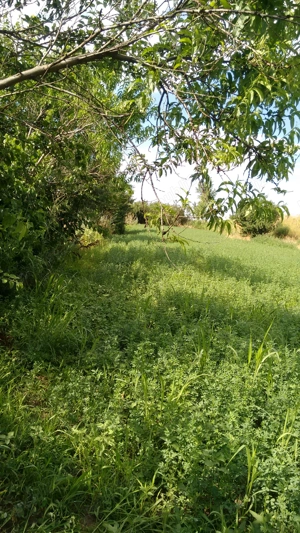 Casa de vanzare - sat. Vasile Alecsandri, jud. Galati - imagine 5 Casa de vanzare - sat. Vasile Alecsandri, jud. Galati - imagine 5