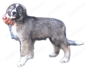 Ciobanesc Romanesc Carpatin - imagine 2 Ciobanesc Romanesc Carpatin - imagine 2