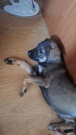 Donez pui catel salvat de la moarte! - imagine 2