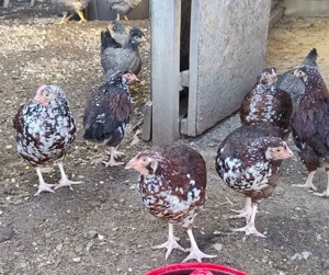 cocosei Sussex Portelan de 4 luni - imagine 2 cocosei Sussex Portelan de 4 luni - imagine 2